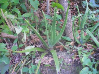 aloes vera