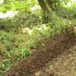 Comment préparer son sol pour planter des légumes aux Antilles