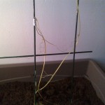 Mon petit plant de christophine : repose en paix