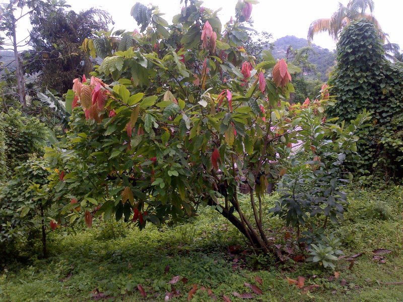 Cacaoyer de Martinique
