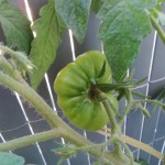 Les premières tomates marmande apparaissent