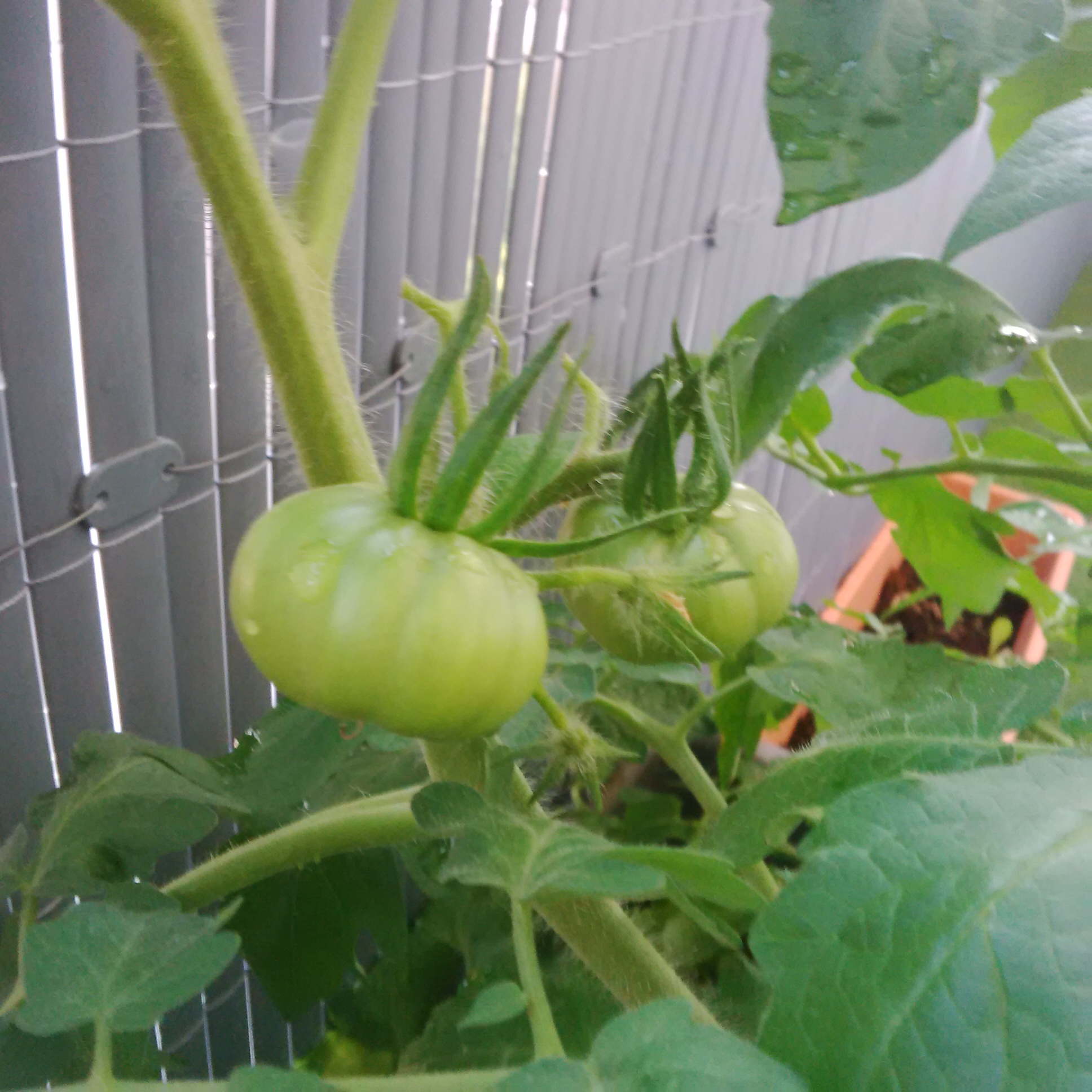 tomates marmande jardiniere