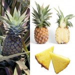 L’ananas pourquoi aide-t-il à maigrir ?